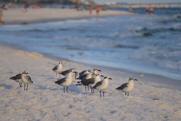 A flock of birds stands on the shore of the beach and looks at the sea, people are visible in the distance