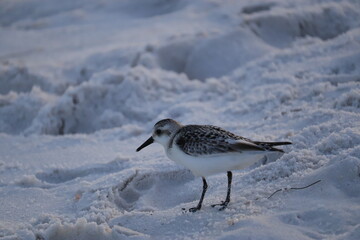 A seabird walks along the ocean in search of food