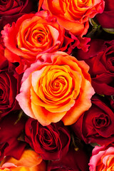 Roses Background. Selective and Soft focus.