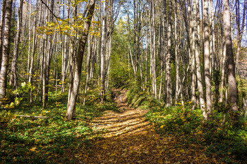Fototapeta premium Forest path illuminated by sunlight. Autumn forest on a sunny day 