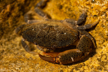 Eriphia verrucosa, sometimes called the warty crab or yellow crab. Black Sea.