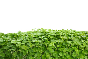 Fototapeta na wymiar Fresh organic microgreen on white background, closeup
