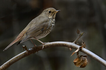 Hermit Thrush perched on a branch with soft dark background