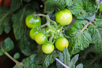 Closeup of small green tomatoes growing on a vine