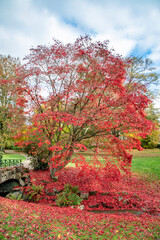 scenic trees in indian summer colors in Wiesbaden in the Nero valley