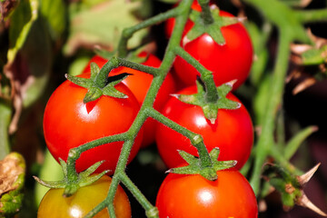Macro shot of tomatoes end tips of a vine