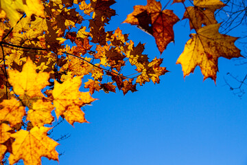 Feuilles d'érable jaune en automne sur fond de ciel bleu