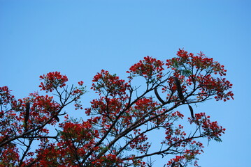 red tree