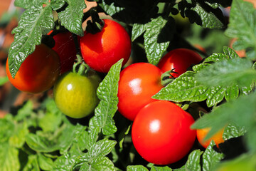 Closeup of a cluster of red tomatoes in between leaves