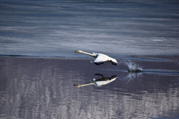 湖面を蹴って飛び立つ白鳥