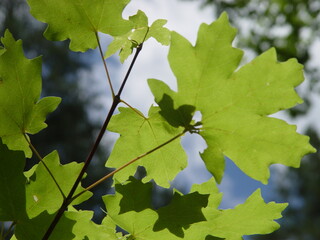 Backlighting Maple