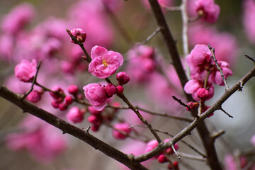 Fototapeta na wymiar 濃いピンクの梅の花