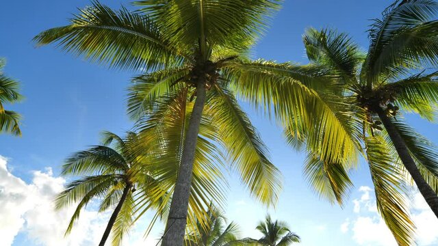 View from a hammock palm trees on the beach Martinique paradise caribbean 