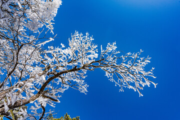 Rime on a sunny afternoon in Huangshan Scenic Area, Anhui, China