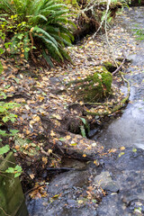 Stream and bank covered by fallen leaves