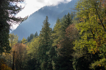 Evergreen and deciduous trees sidelit by sunshine