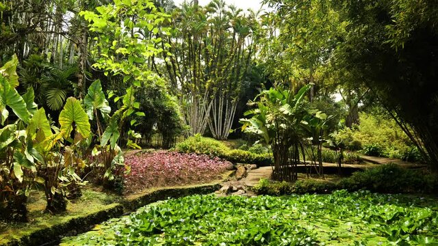 Balata garden biodiversity pond nenuphar and tropical vegetation Martinique 