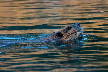 Obraz premium Beaver at Eleven Mile