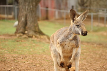 Naklejka na ściany i meble Kangaroo Standing in Grass Field