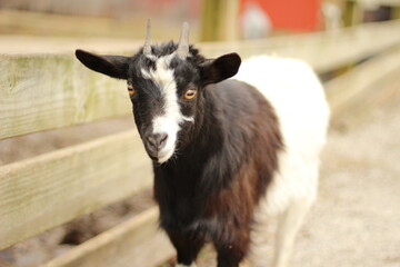 Black and White Goat Next to Fence