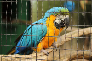 Blue and Yellow Macaw Parrot in Captivity
