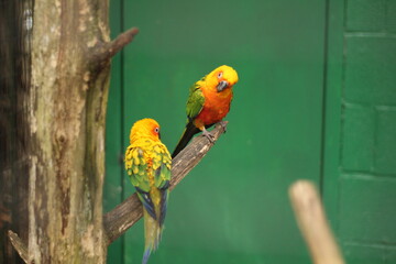 Pair of Colorful birds on Branch