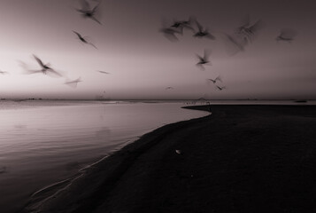 seagulls on the beach