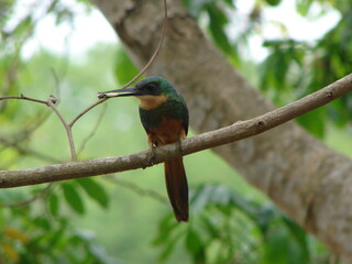 kingfisher on branch