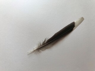  feather on a white background
