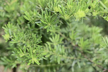 Selective focus on green branches against the blurred background.