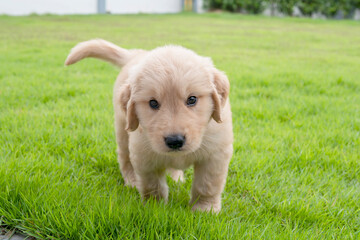 The Golden Retriever dog walking on the grass