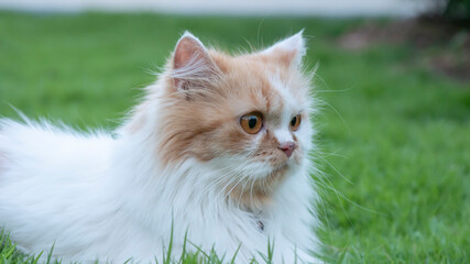 Naklejka na ściany i meble The Persian cat lied on the grass
