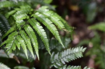 Selective focus on the fern leaves on the trunk against the blurred background.