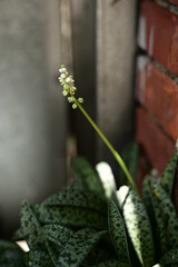 Close-up of plants against the blurred background.