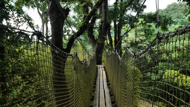 suspension bridge in giant trees Balata garden accrobranche Martinique 