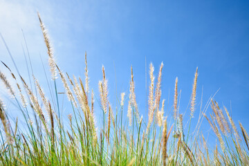 grass and sky