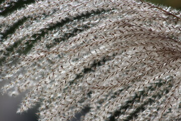 White, creamy fall texture of a plant