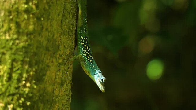 Endemic Martinique anole lizard anolis roquet green blue skin on a tree