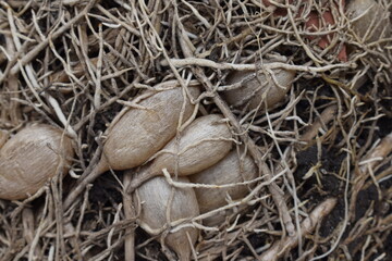 Seeds / roots / ground / soil / nature photography