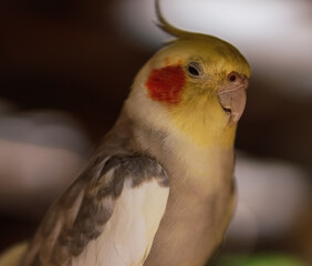 A pet parrot with a cynical face