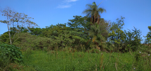 Forest trees