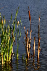 Fototapeta premium Bulrush plant Typha Latifolia or Angustifolia growing in shallow water of central European fish pond, sunbathing in late afternoon autumn sunshine. 