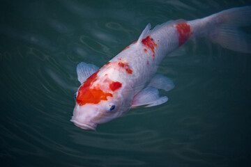 koi fish