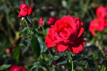 Red to purple coloured roses in full blossom during early autumn season in botanical garden. 