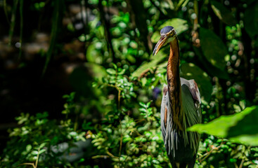 Purple Heron in Indonesia Jungle