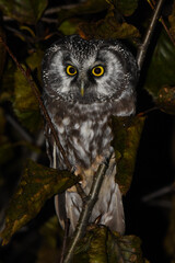 A Boreal Owl hides in a tree during a cold Alaska night.