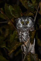 A Boreal Owl hides in a tree during a cold Alaska night.