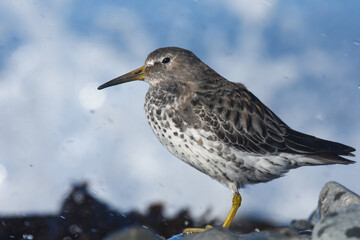 A Rock Sandpiper rests along the Alaskan shoreline during fall migration.