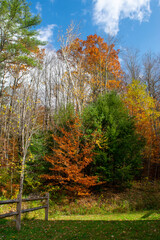 Autumn colors with Bright Blue Sky and White Cloud