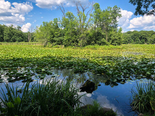 lily pad lake  